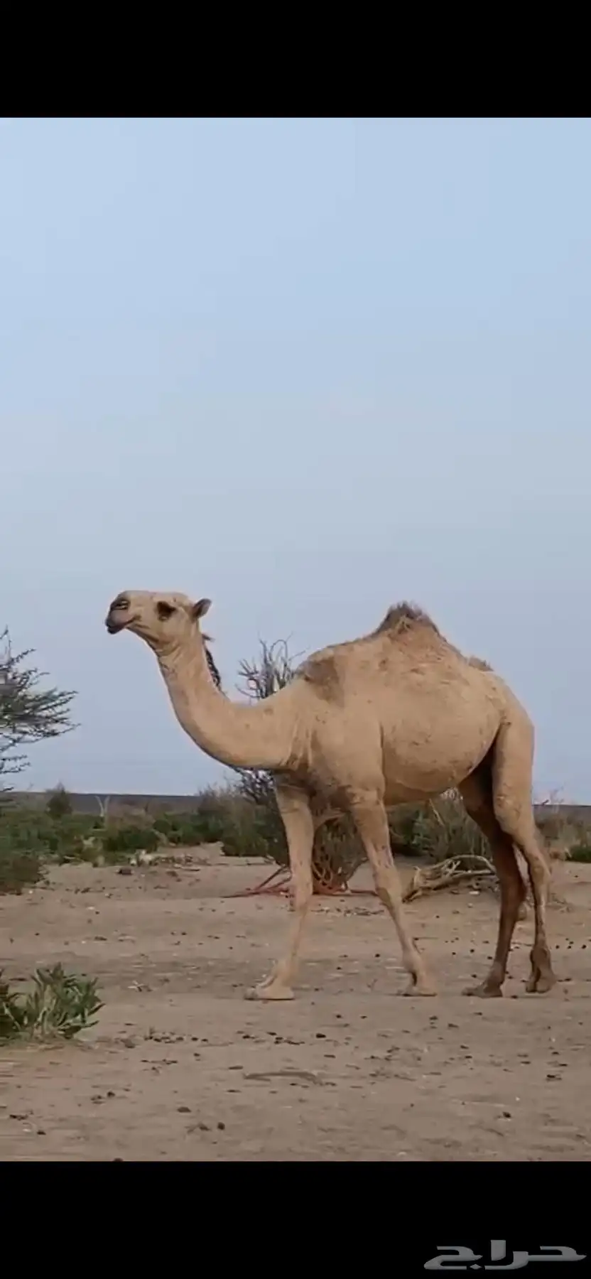 للبيع أبل وضح 10