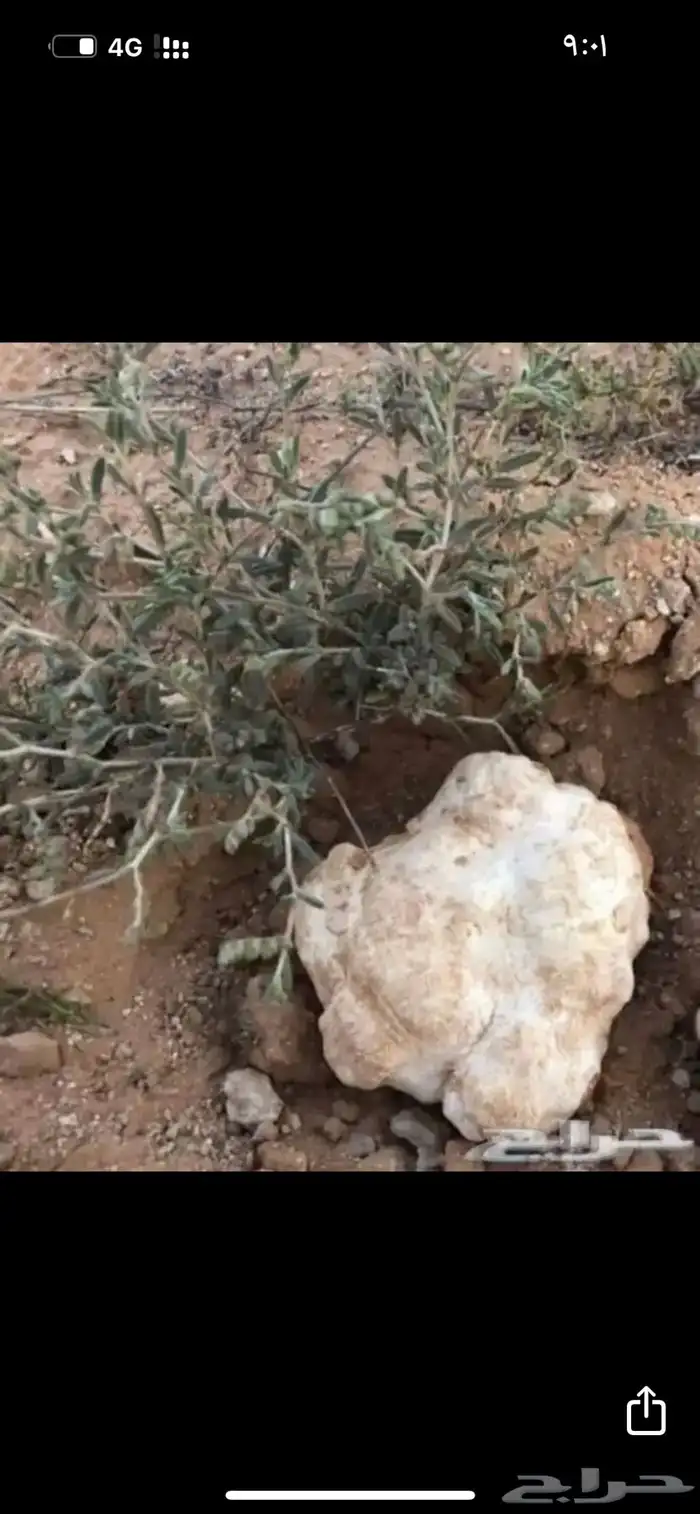 بذور رقروق منبت الفقع الزبيدي للبيع 6