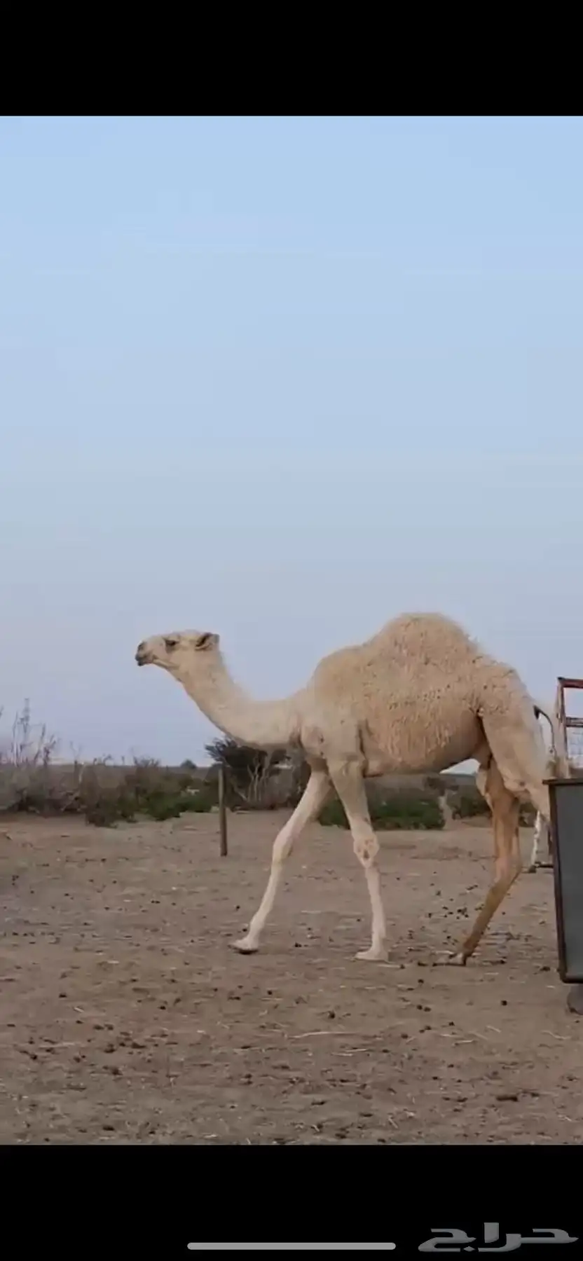للبيع أبل وضح 11