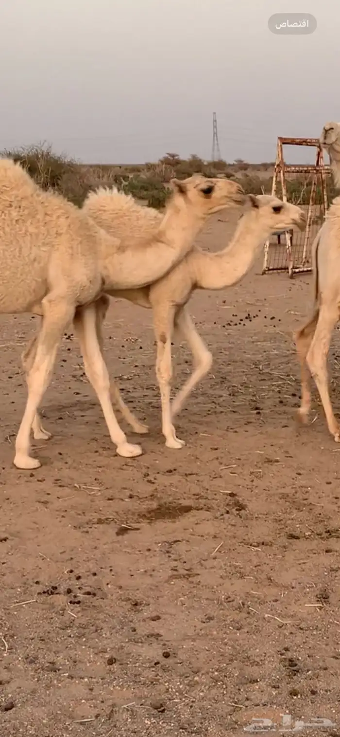للبيع أبل وضح 5