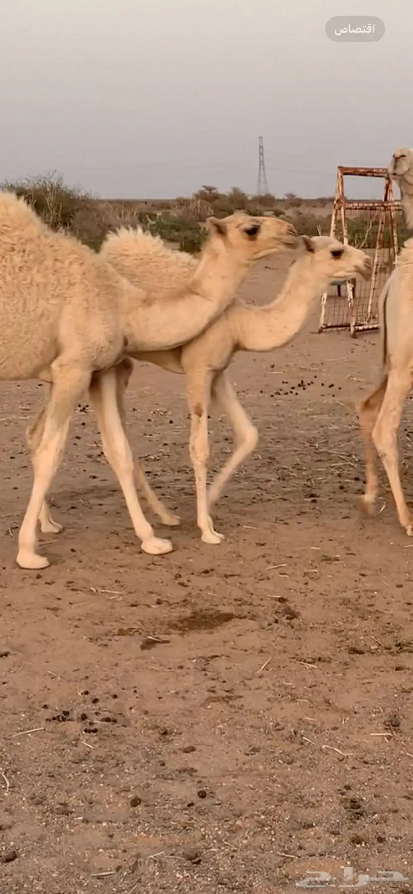 للبيع أبل وضح 5