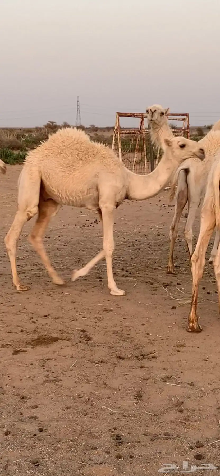 للبيع أبل وضح 4