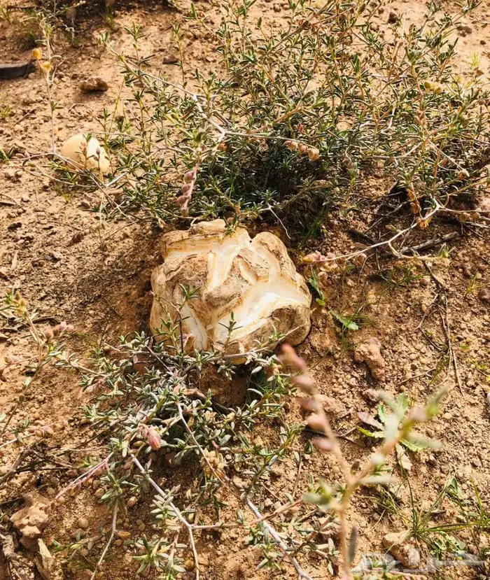 بذور رقروق منبت الفقع الزبيدي للبيع 3