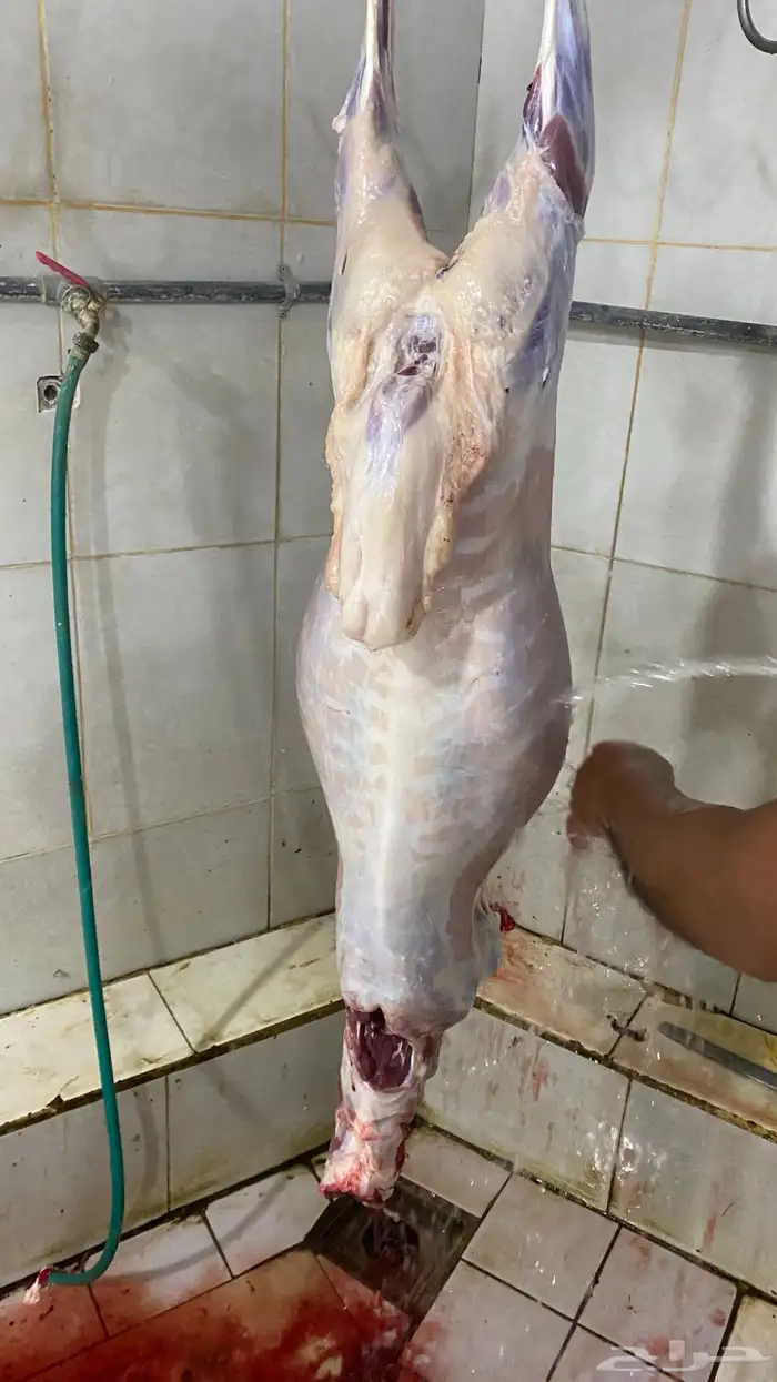 طليان جذعان سواكن مرابي 15