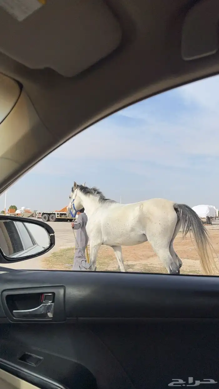 حصان شعبي 1