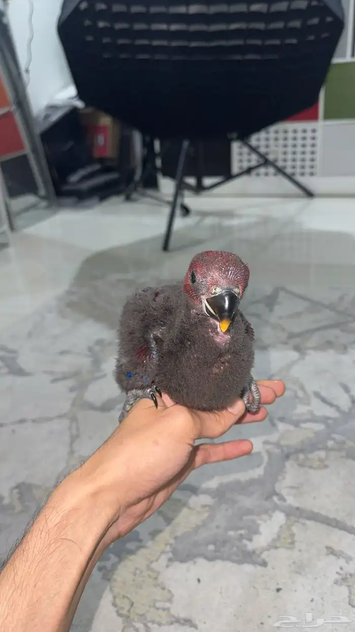 فرخ انثى اكلكتوس تم البيع 4