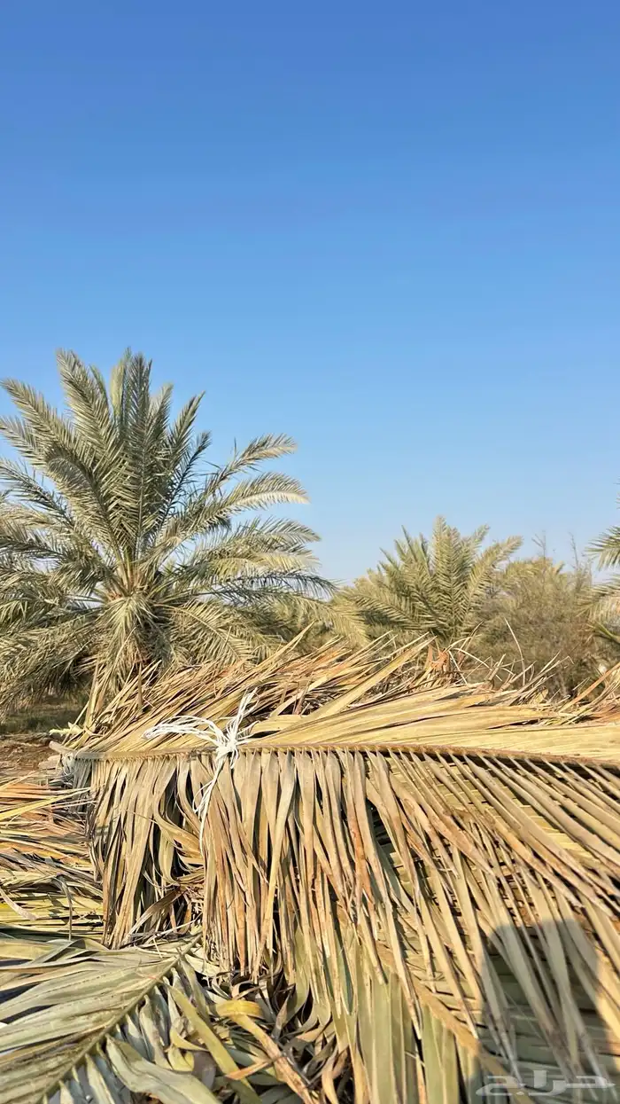 سعف جريد للبيع 0