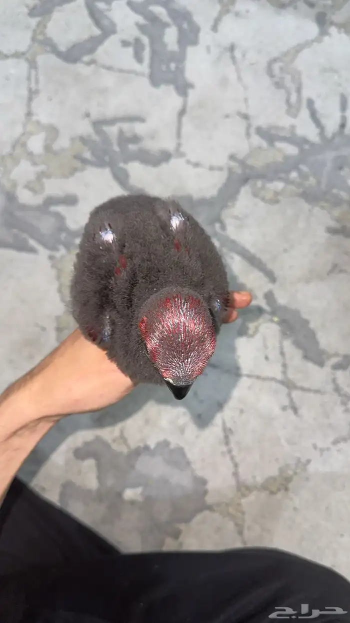 فرخ انثى اكلكتوس تم البيع 2