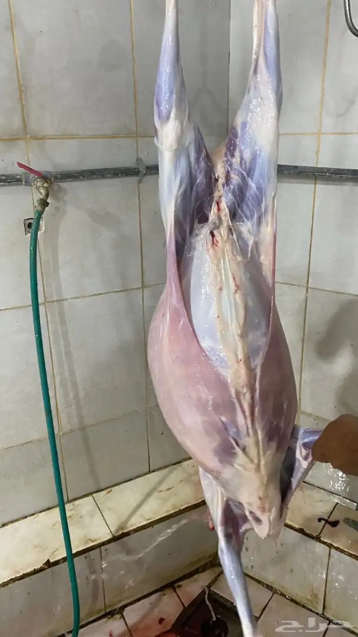 طليان جذعان سواكن مرابي 16