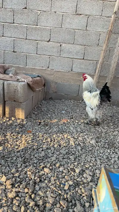 ديكه براهما 2