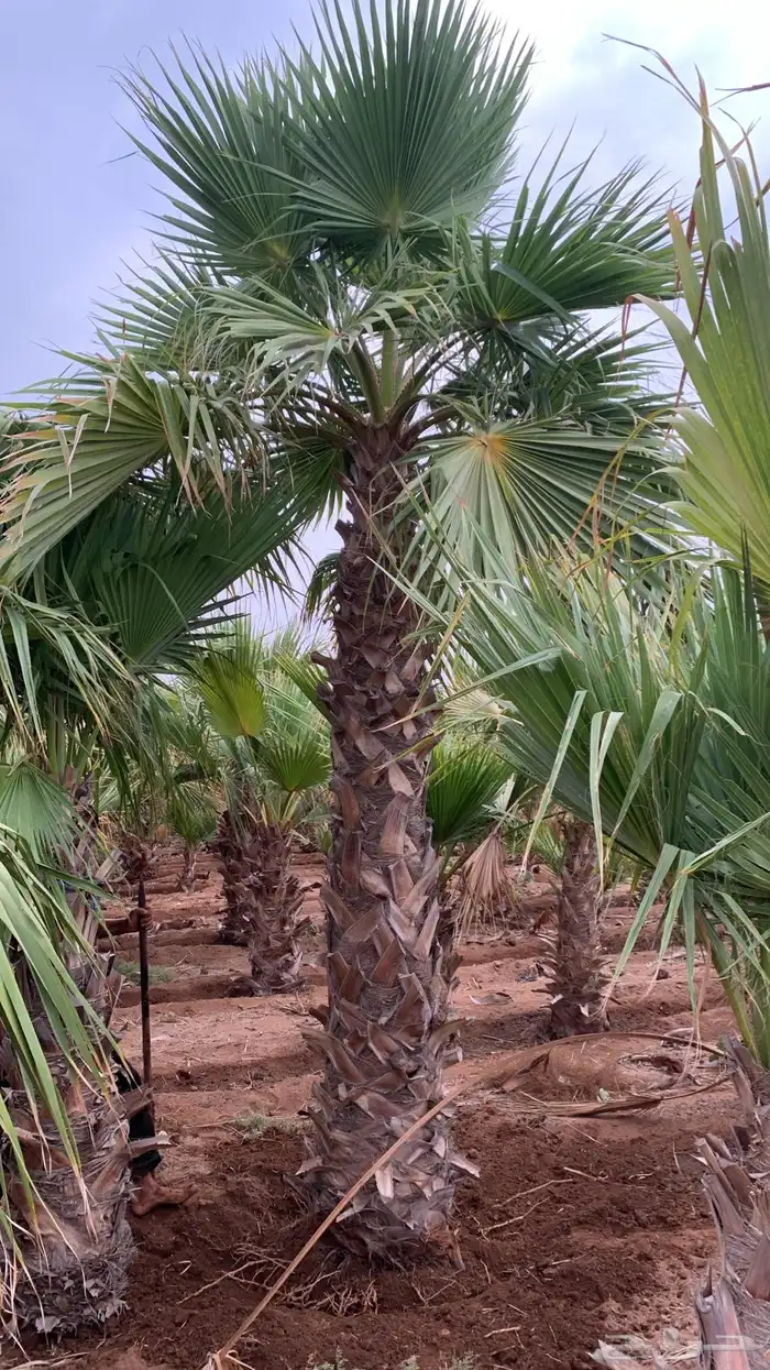 نخل زينة واشنتونيا 3