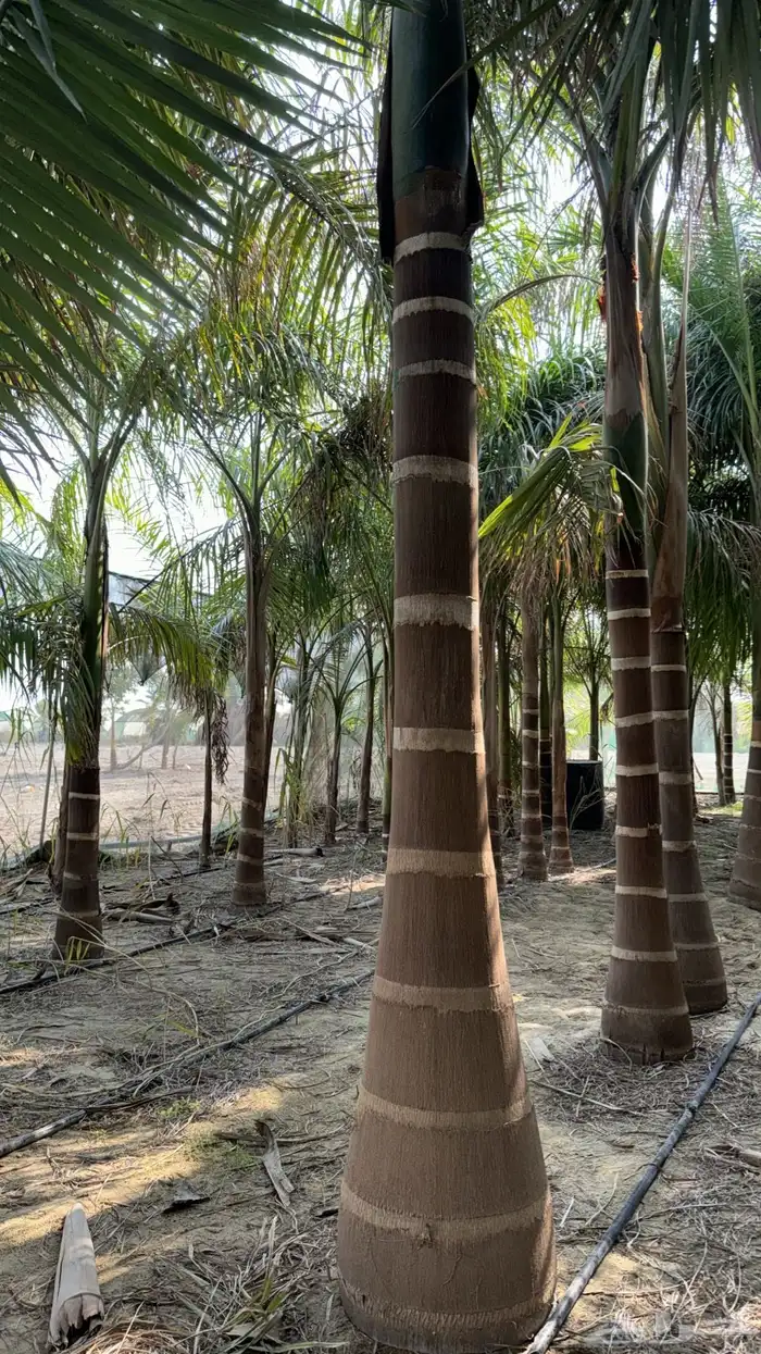 تنسيق حدائق 1