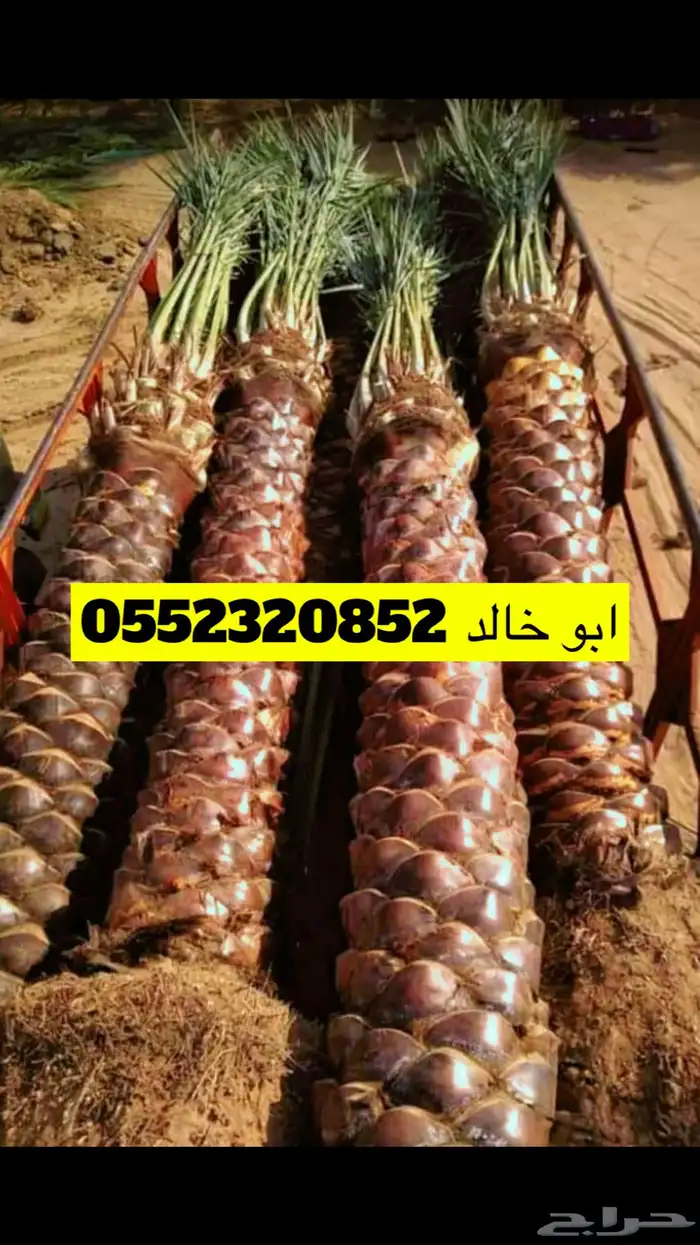 نخل نقايل قلع ونقل وغرس 0