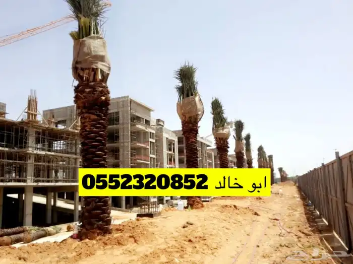 نخل نقايل قلع ونقل وغرس 1