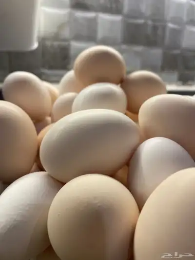 بيض بلدي مائده (( للاكل )) 3