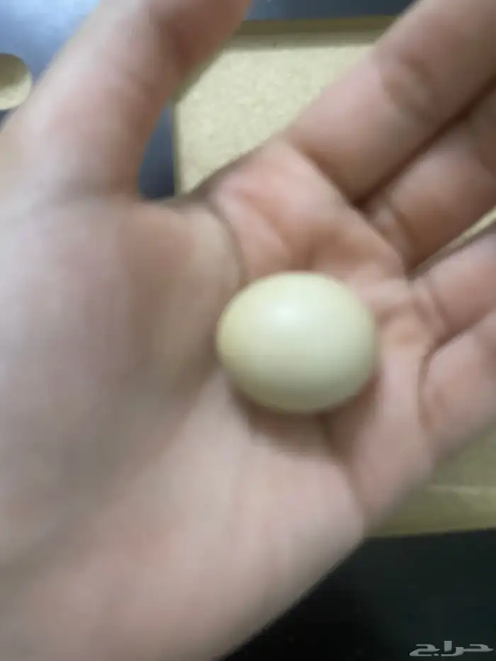 بيض ديك 1