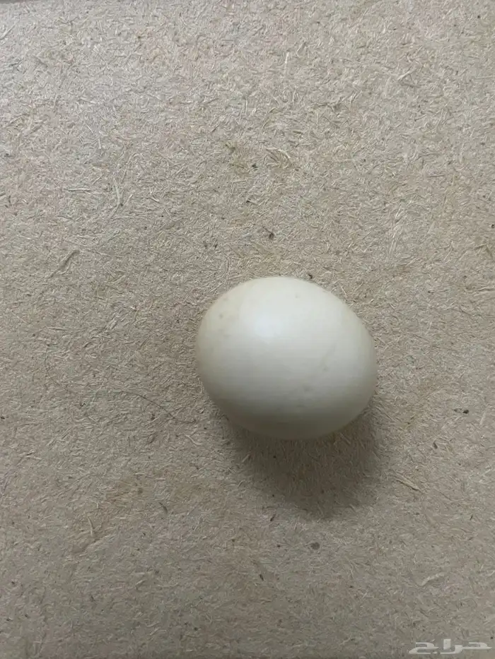 بيض ديك 0