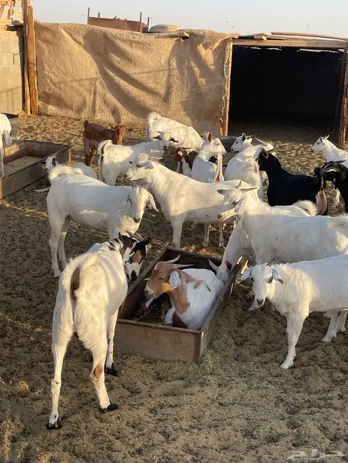 عروضنا لاتفوتكم مر الحوش وتفرج بنفسك 14