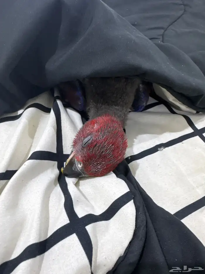 فرخ انثى اكلكتوس تم البيع 6