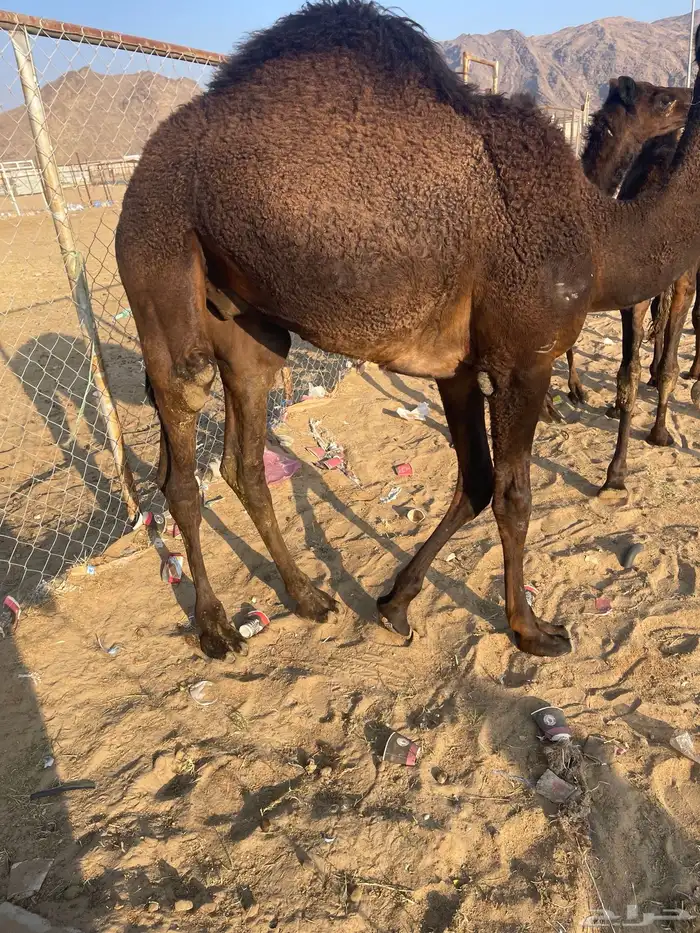 للبيع القعدان الكفو البلدي 2