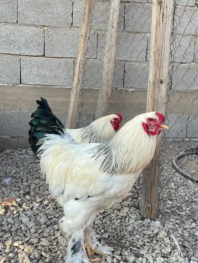 ديكه براهما 0