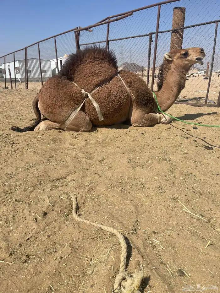للبيع القعدان الكفو البلدي 1