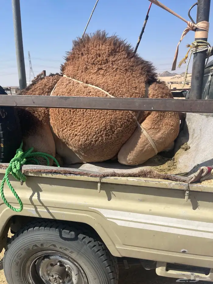 للبيع القعدان الكفو البلدي 0