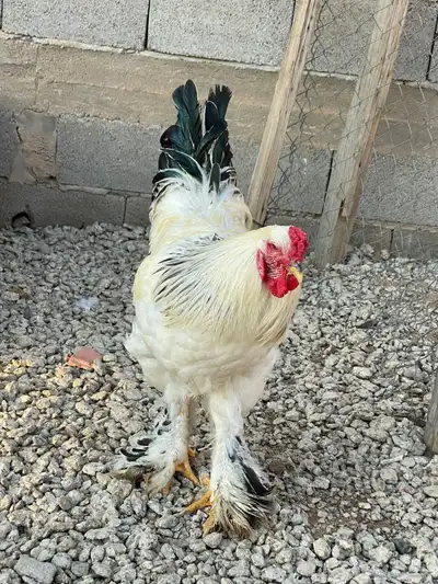 ديكه براهما 1