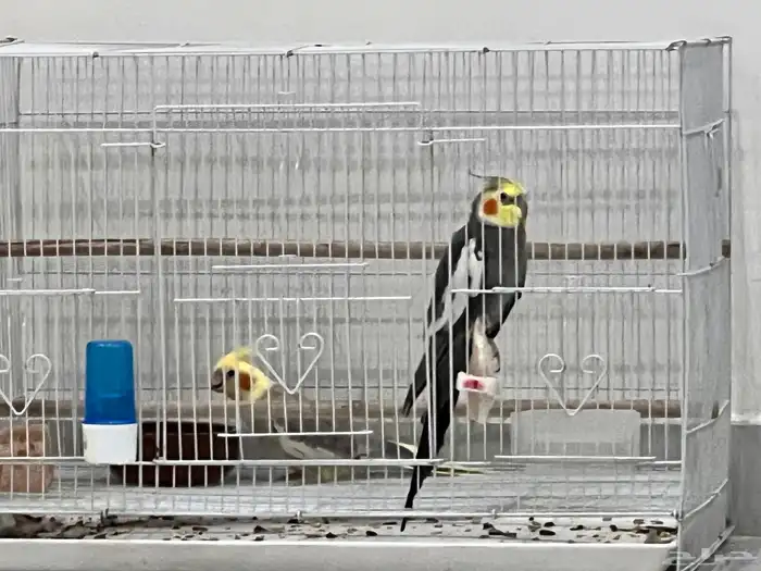 لهواة تربية الطيور زوج كروان صحة توب وألوان جميلة اقبل البدل 7