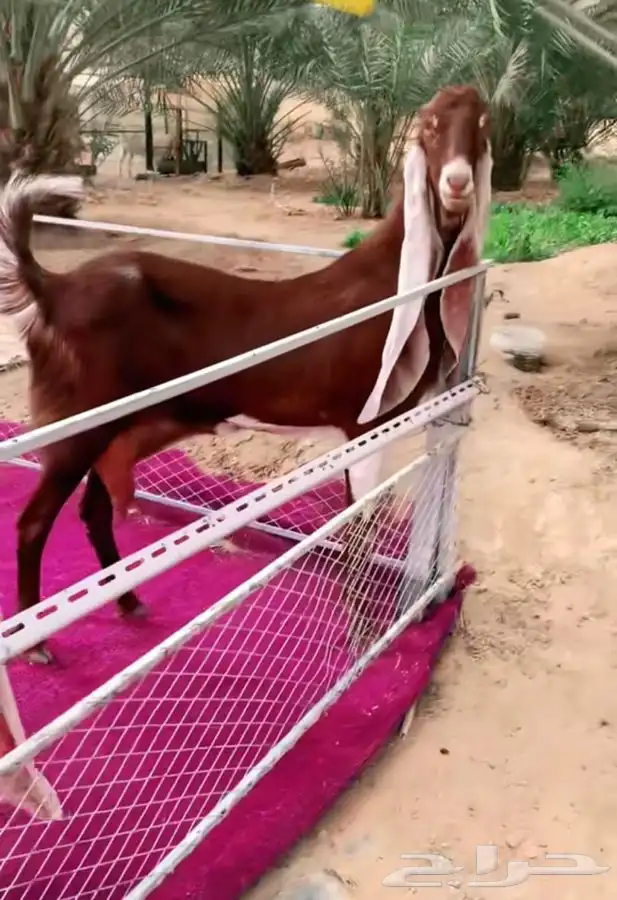 مطوره فاخره متبع بتوم 2