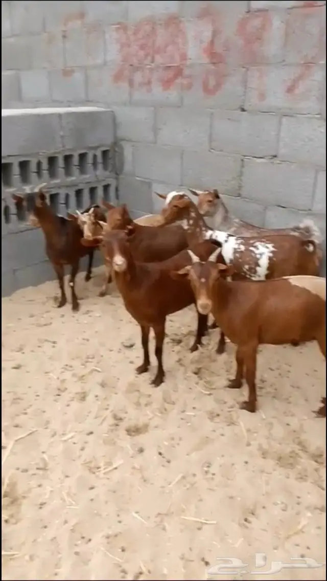 تيوس جنوبية فل الفل على شعير وبرسيم 2