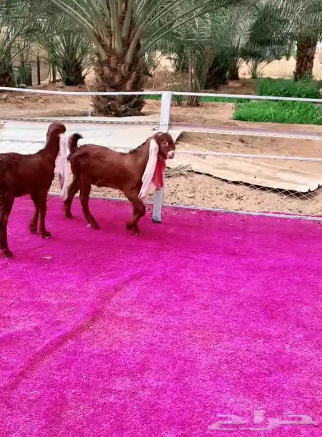 مطوره فاخره متبع بتوم 1