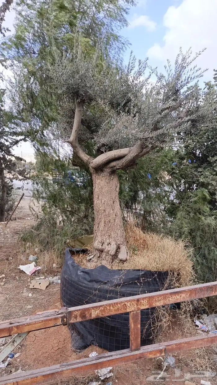 تنسيق حدائق لاند اكسيب 68