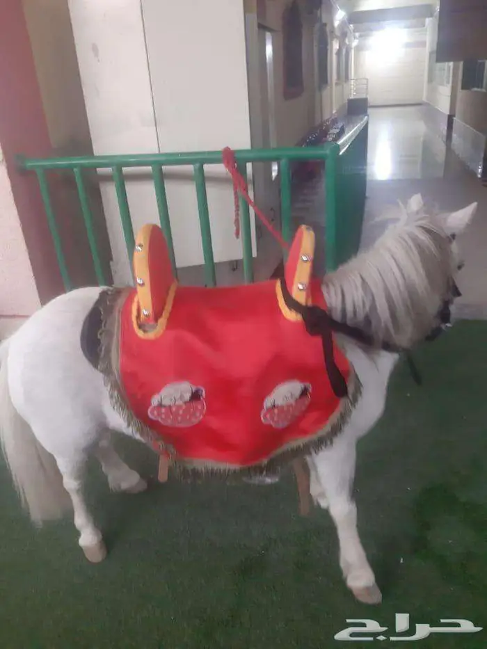 Camels  Horses  and Ponies for National or Birthday Parties. 5