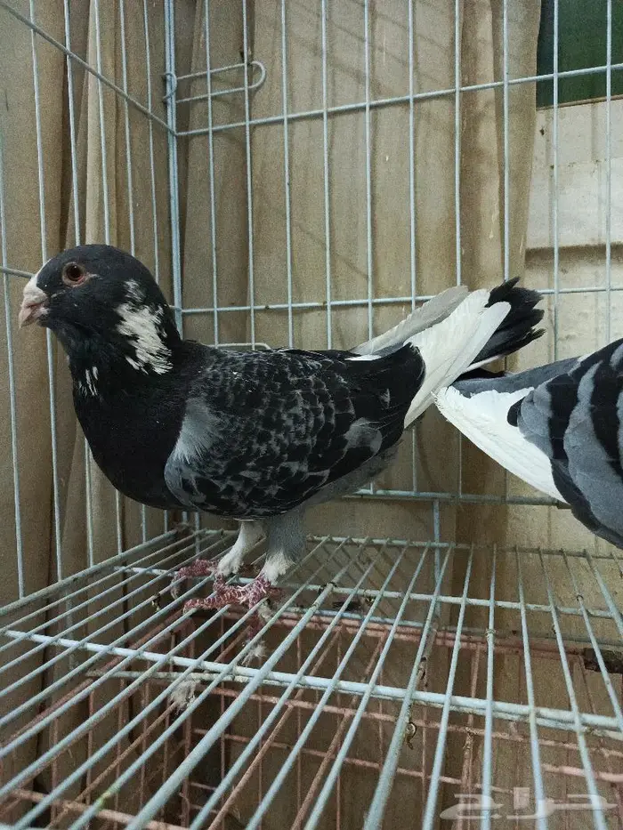 فحل ابلق شامي 2