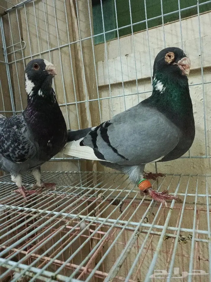 فحل ابلق شامي 0