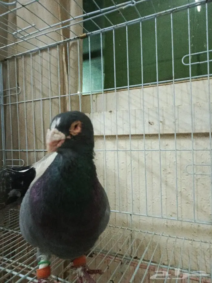 فحل ابلق شامي 3