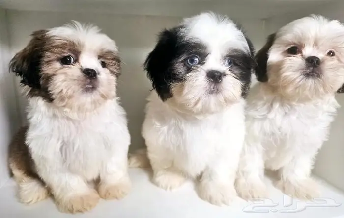 Small breeds toy size puppy available for sale 16