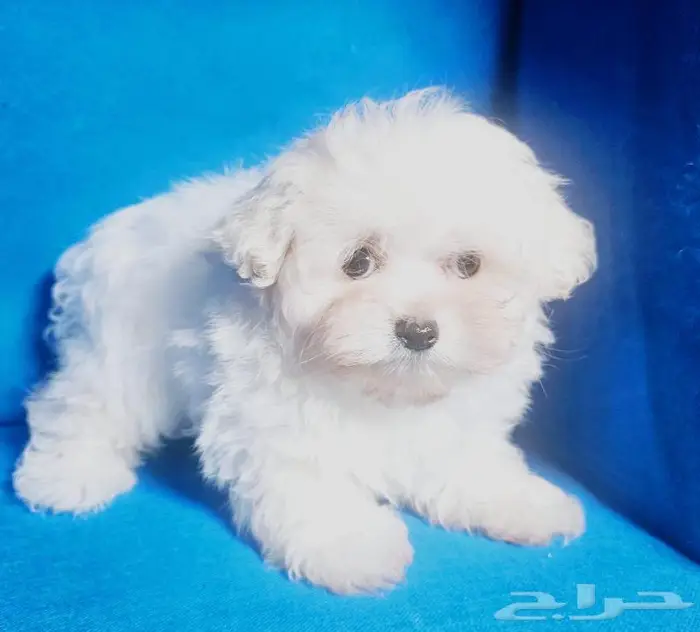 Small breeds toy size puppy available for sale 18