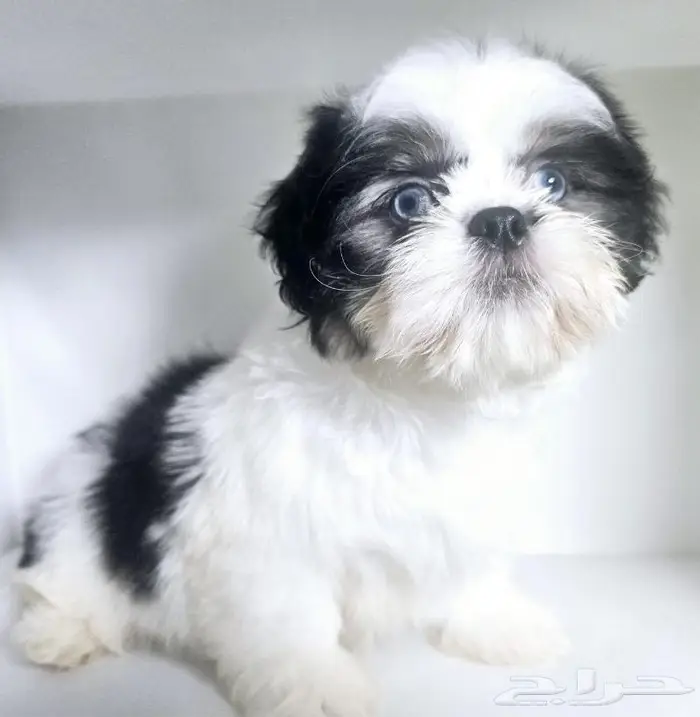 Small breeds toy size puppy available for sale 15