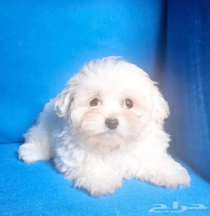 Small breeds toy size puppy available for sale 17