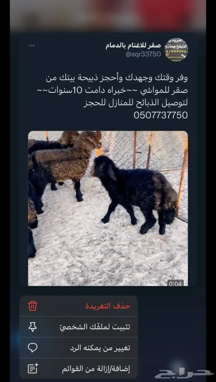 صقر للأغنام بالدمام 7