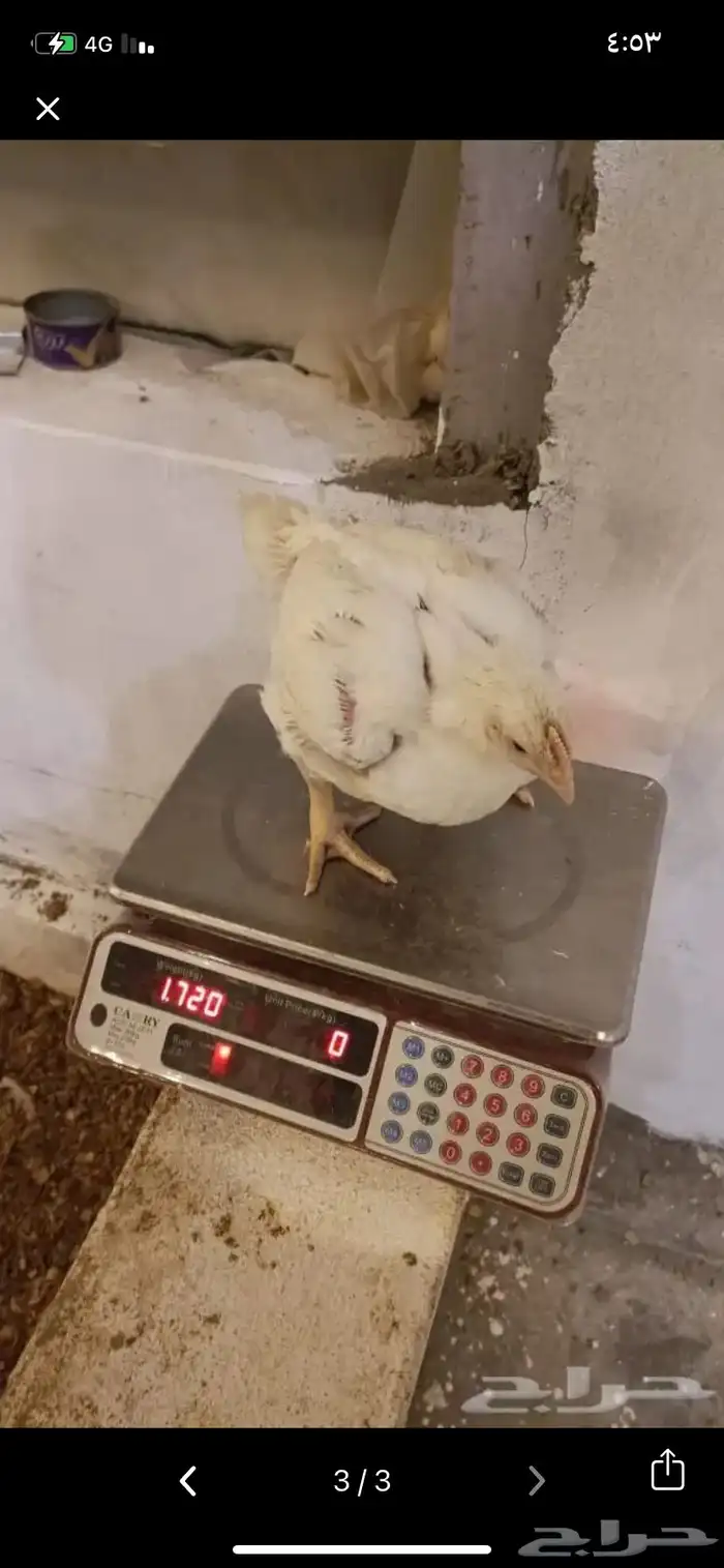مسلخ دجاج 3