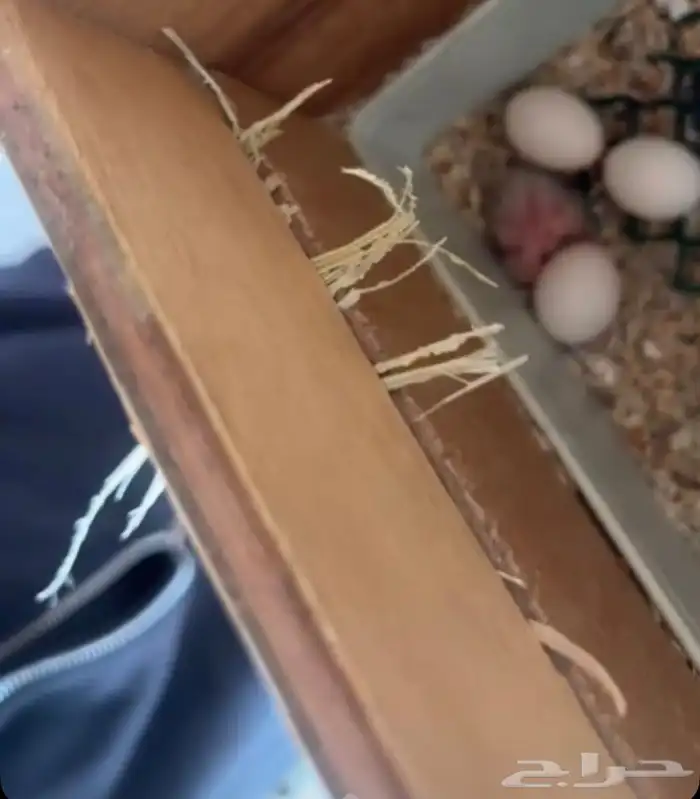 جوز روز 3