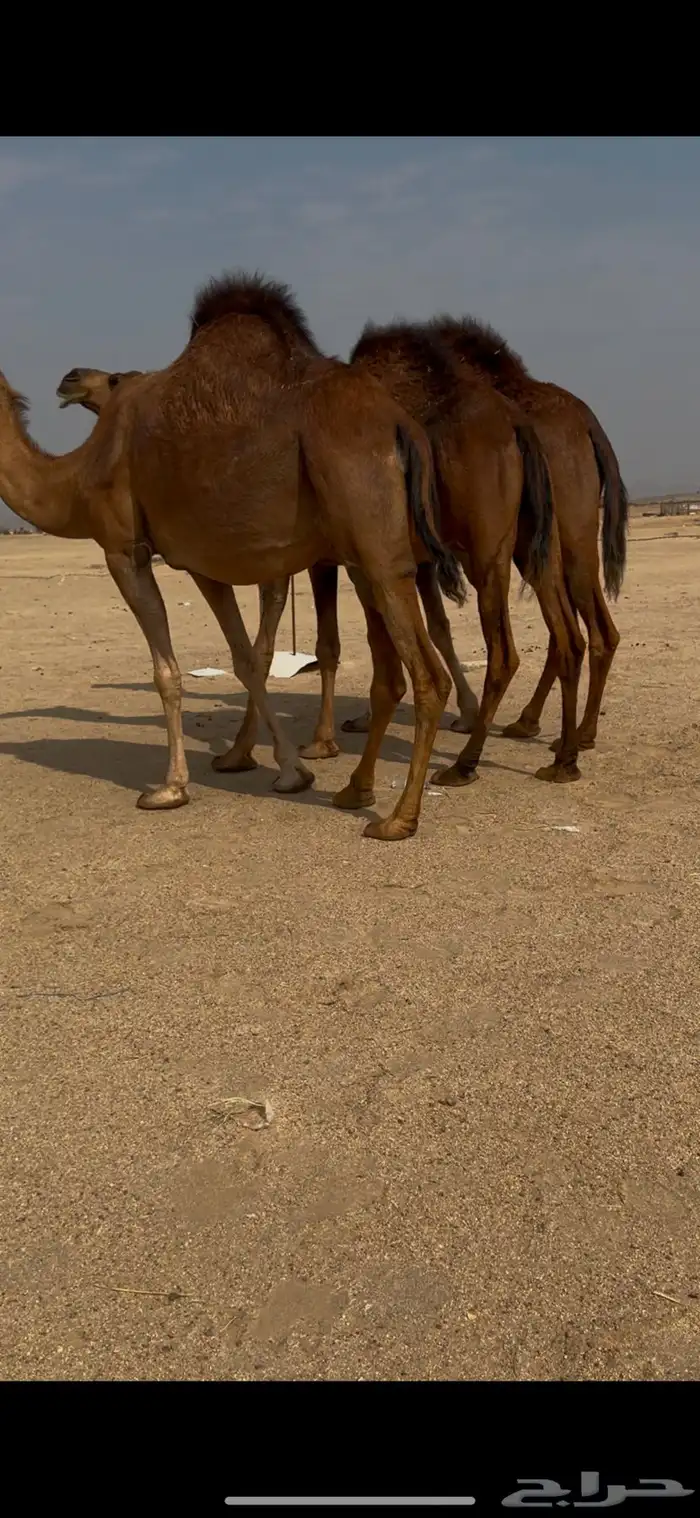 3. ثلاث أبل ملاقي للبيع 6