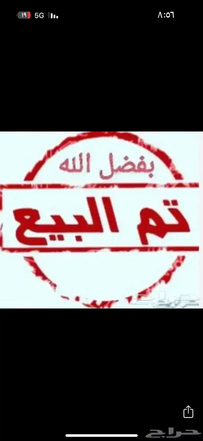 دجاجة شامو ياباني ( تم البيع ) 0