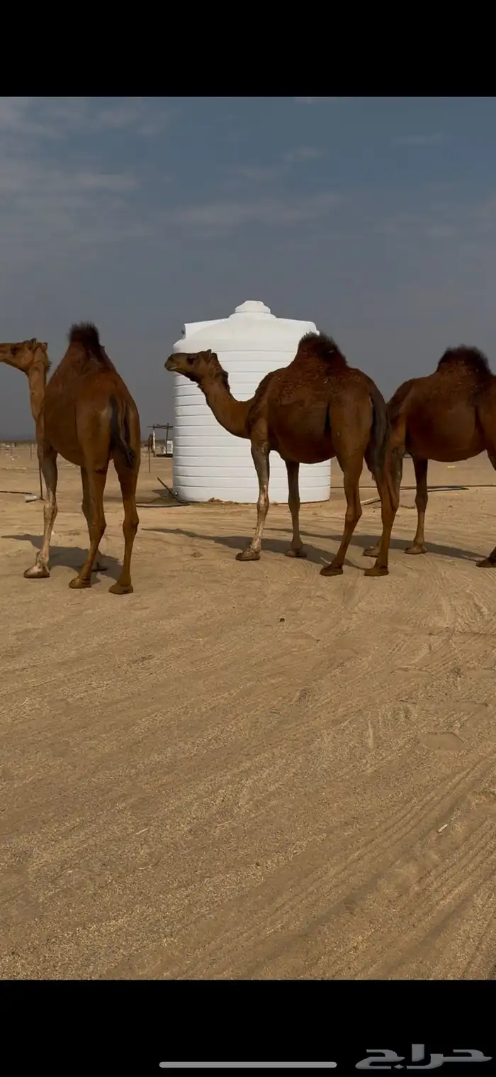 3. ثلاث أبل ملاقي للبيع 0