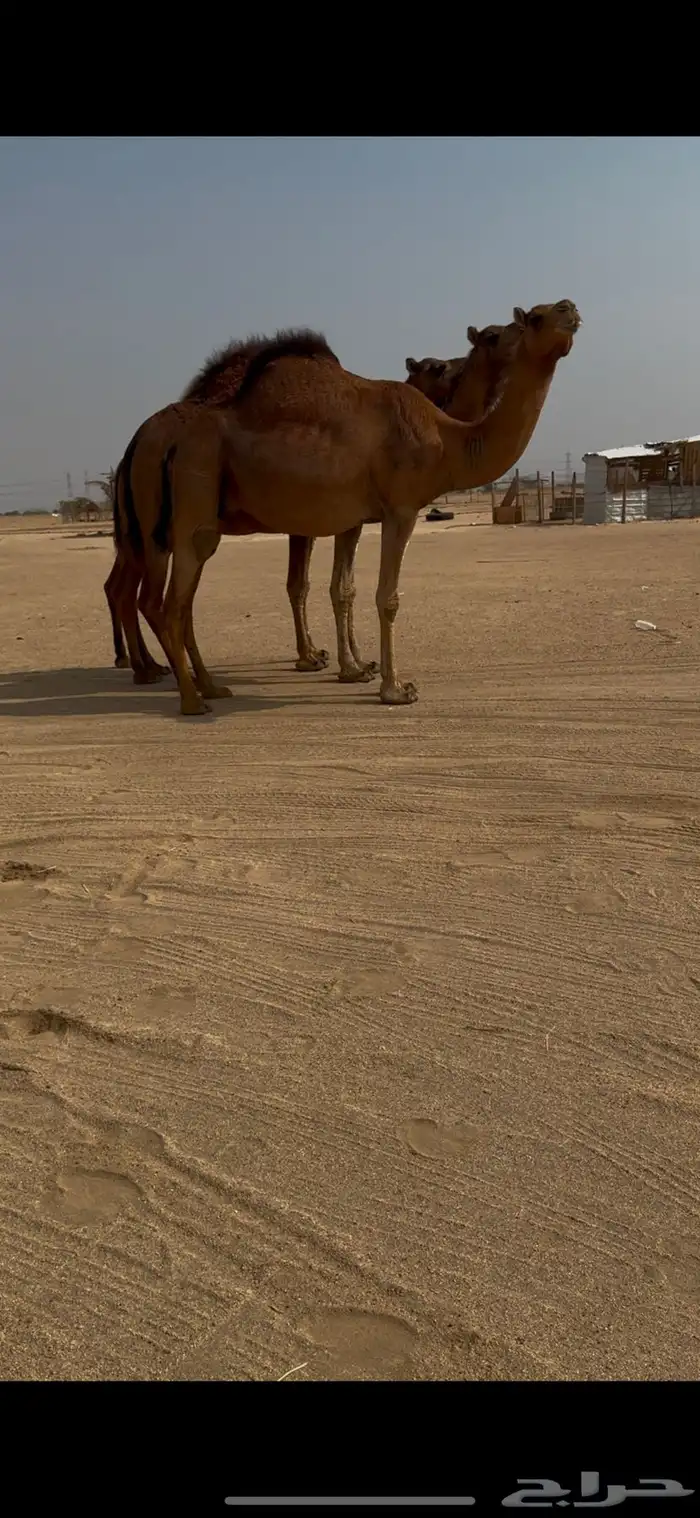 3. ثلاث أبل ملاقي للبيع 1
