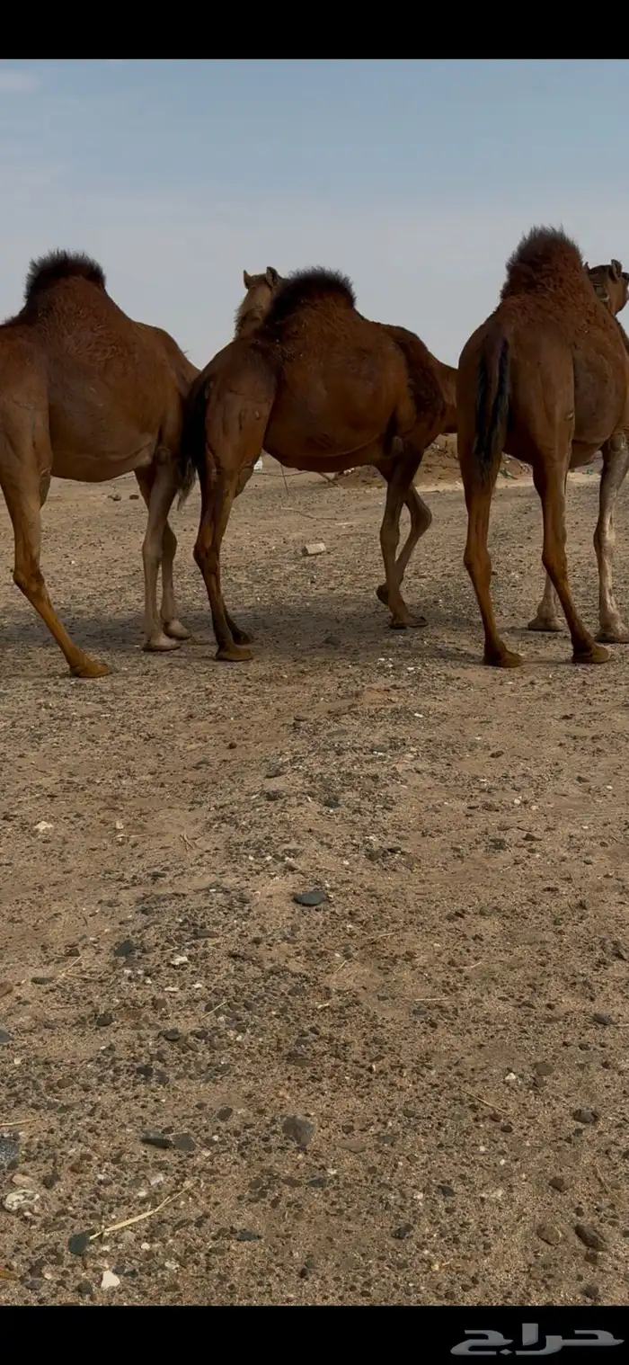3. ثلاث أبل ملاقي للبيع 8