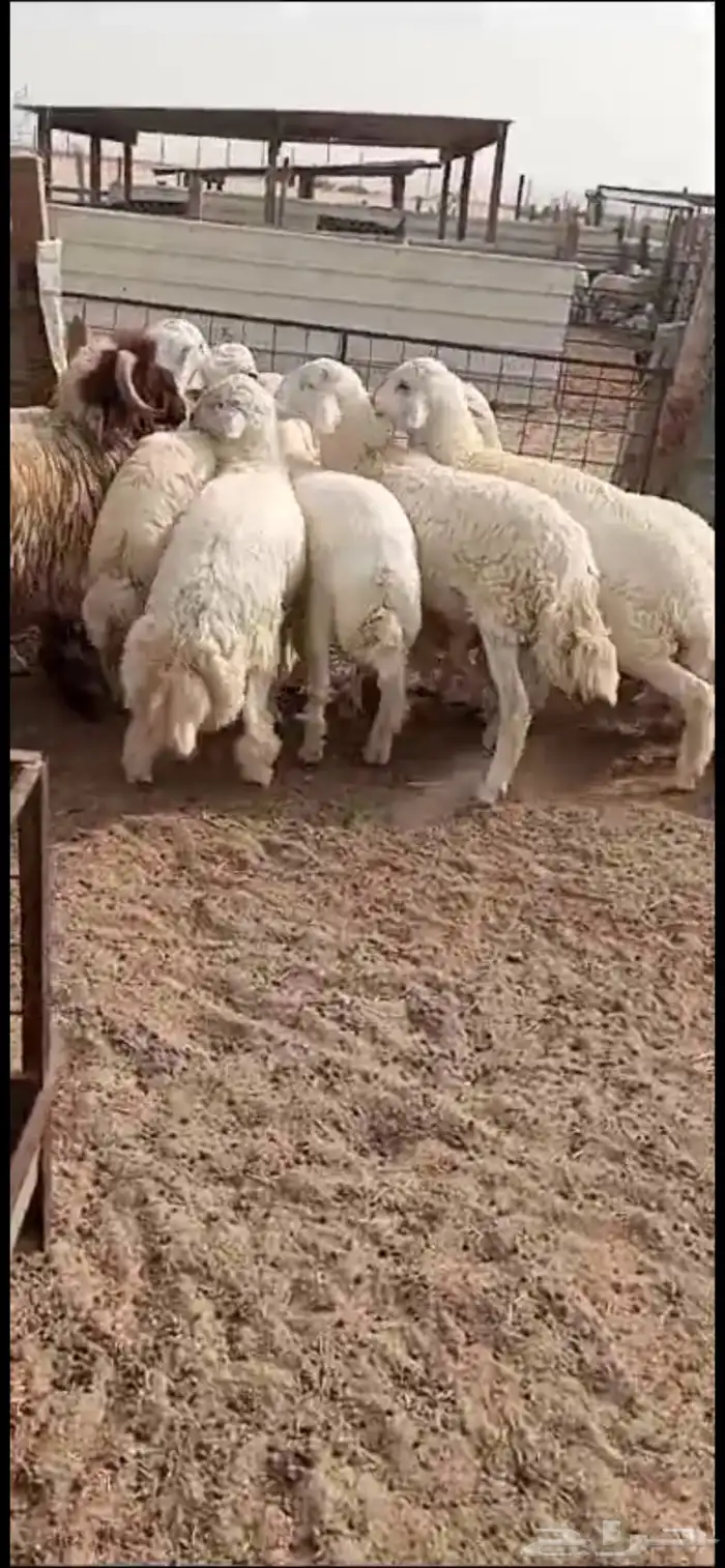 احجز اضحية اطيب الذبائح حري ونعيم 0